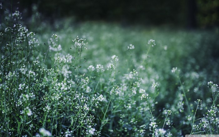 Field of small white wildflowers in soft green light