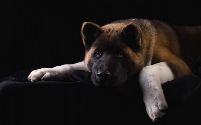 Akita dog lying down on black fabric