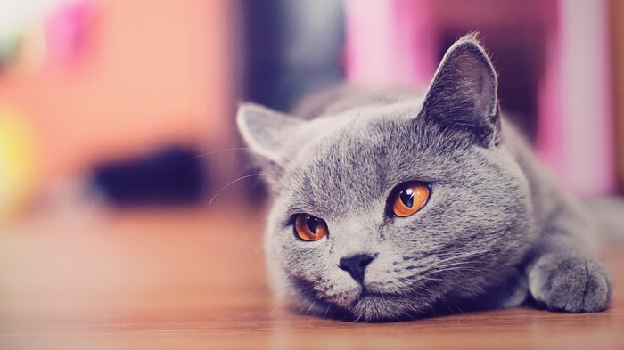 British Shorthair cat with orange eyes lying down