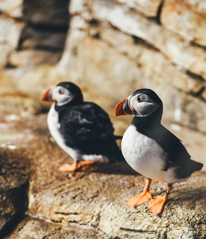 Two puffins on a rocky shore