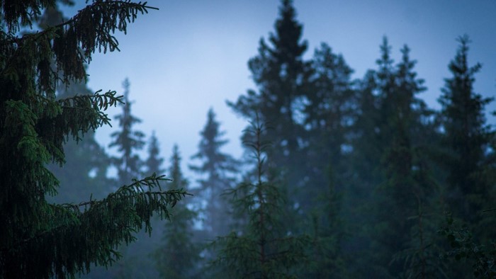 Misty forest with pine trees and branches