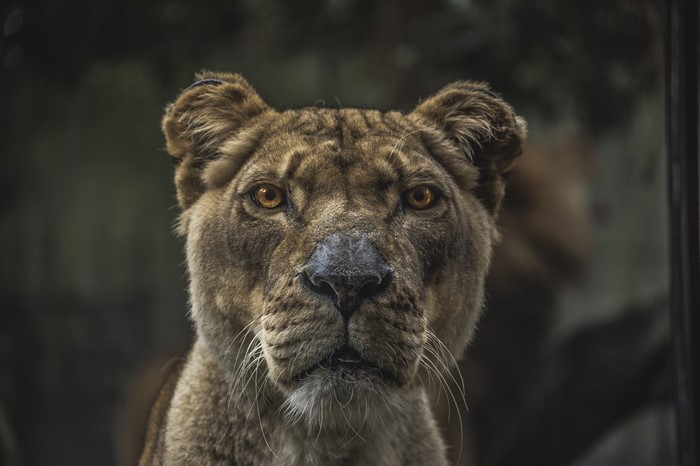 Close up of a lion's face