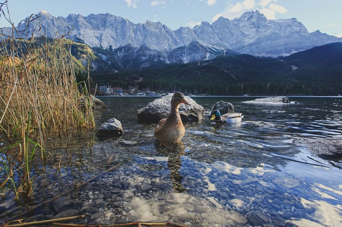 Ducks swimming in a lake with mountains in the background