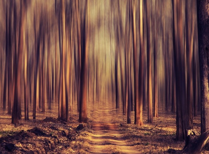 Path through a forest with blurred trees