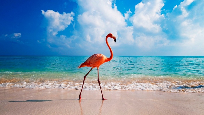 Flamingo on a beach with ocean and clouds