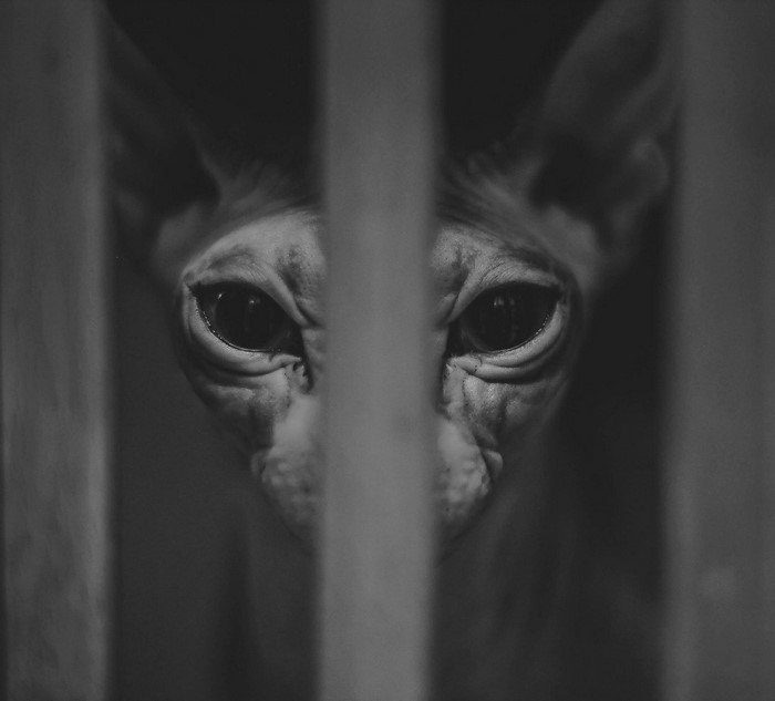 Monochrome close-up of a Sphynx cat behind bars