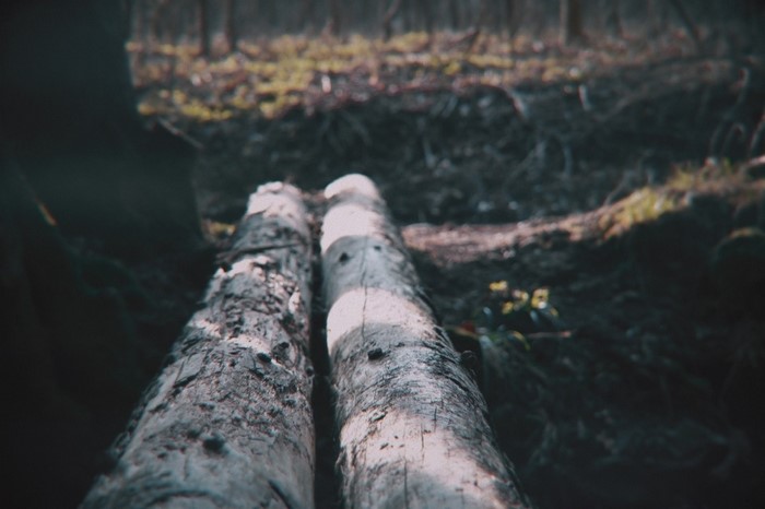Two logs in a dark forest