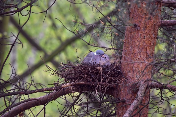 Bird nesting in a tree