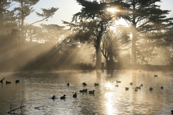 Ducks swimming in a misty lake at sunrise with sunbeams