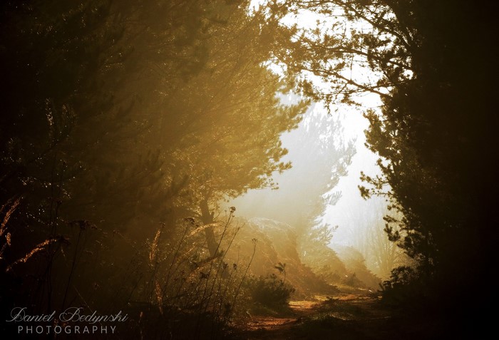 Sunlight filtering through a misty forest path