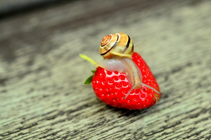 Snail on a strawberry