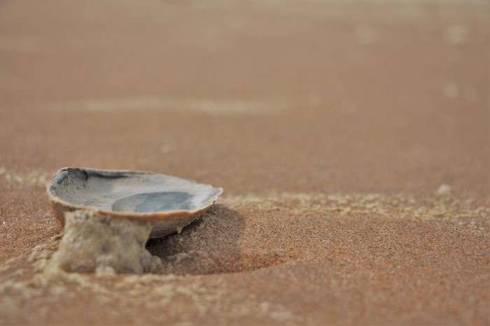 Seashell on wet sand at the beach