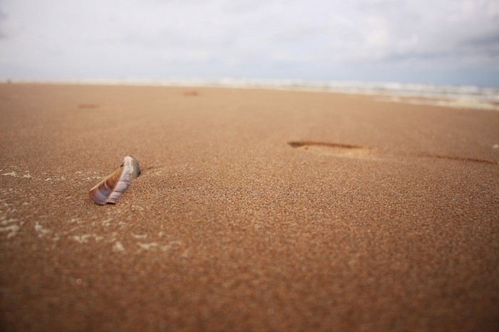 Shell on a sandy beach with the ocean in the background