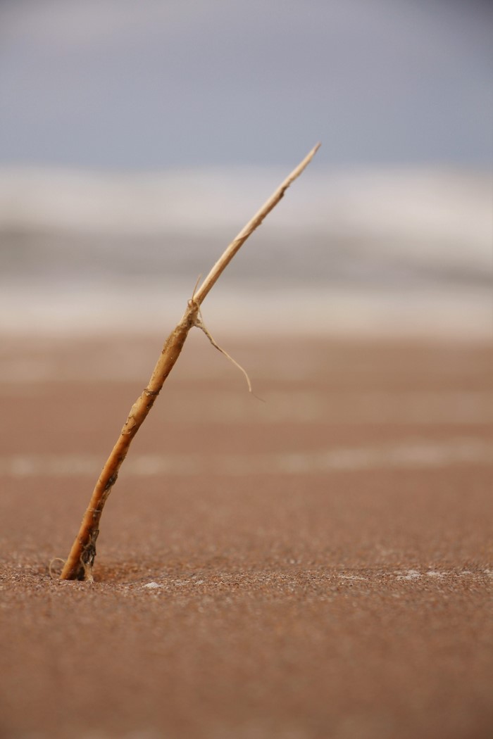 Dry reed on a sandy beach