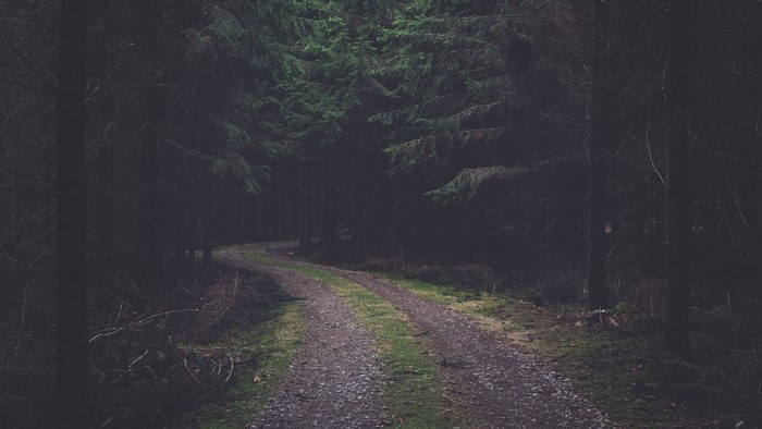 A winding dirt road through a dark forest