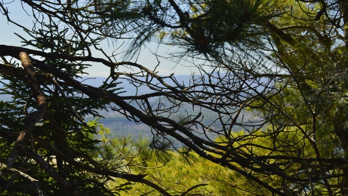 View through pine branches of distant mountains