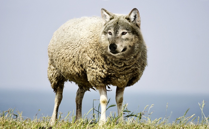 Wolf in sheep's clothing on grassy hill