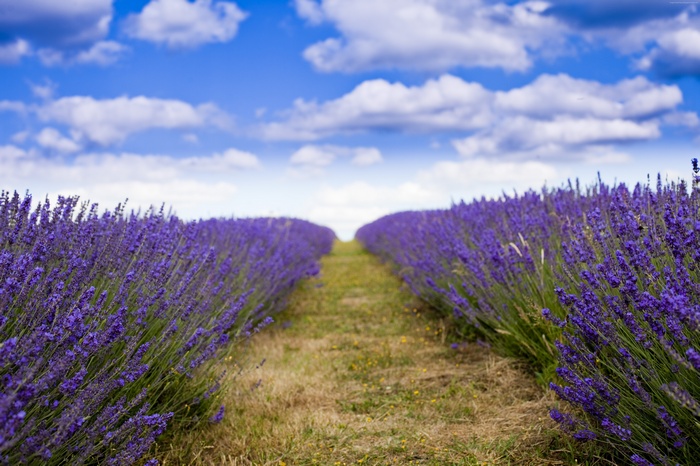 Lavender field under a cloudy blue sky