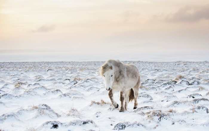 White horse walking in a snowy tundra