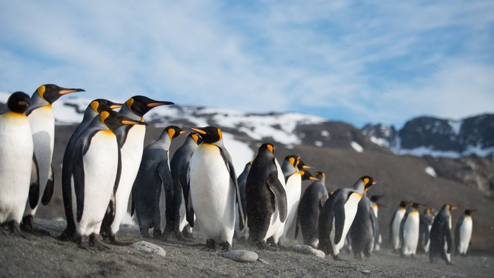 King penguins on a rocky shore with mountains in the background