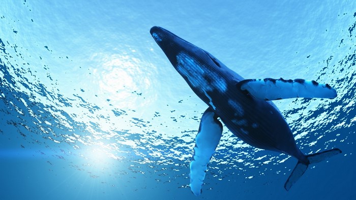 Humpback whale swimming in blue ocean water