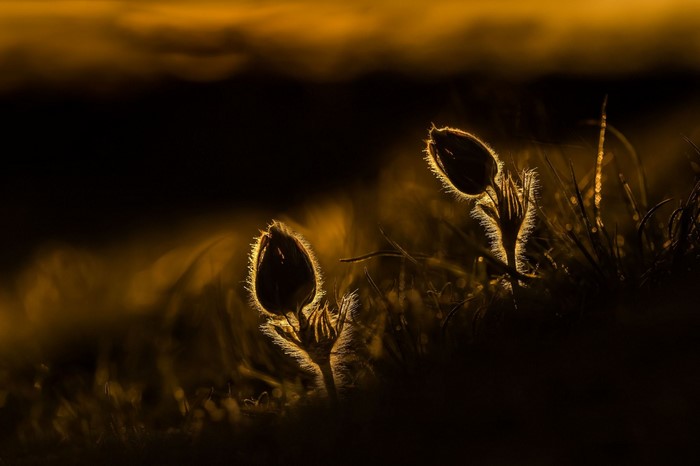 Silhouetted flower buds in golden hour light