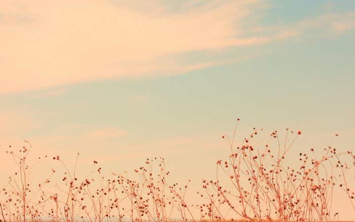 Dry plants against a pastel sky
