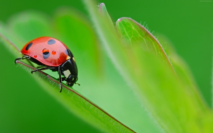 Ladybug on a green leaf 4K
