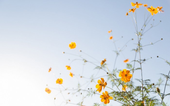 Yellow cosmos flowers against a bright blue sky