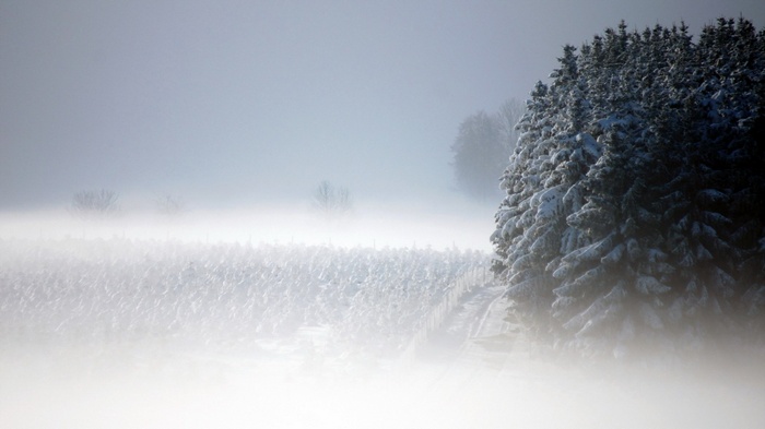Snowy forest with fog and trees