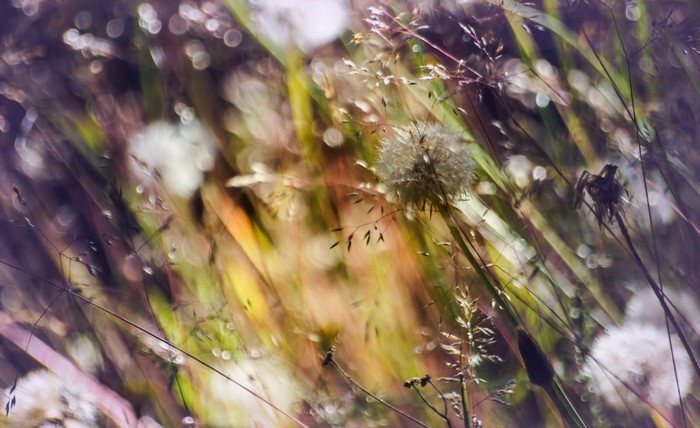 Dandelion seed heads in a meadow with bokeh