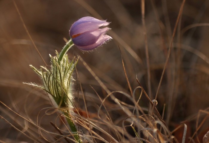 Purple pasqueflower bud in dry grass
