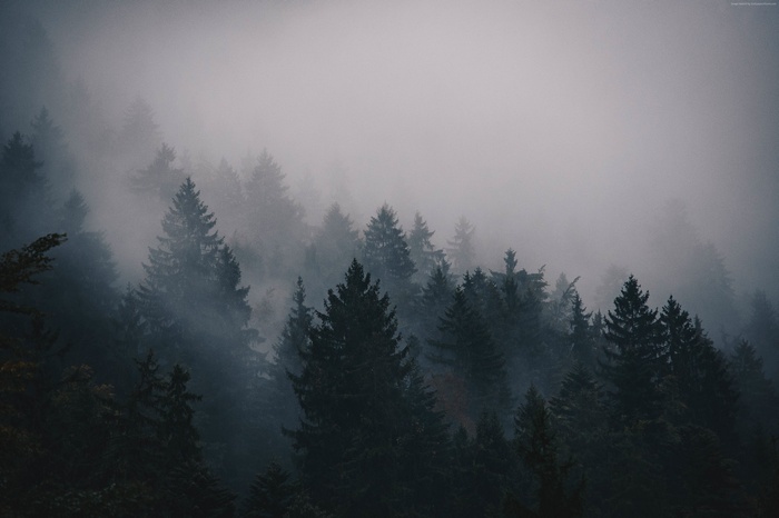 trees, fog, forest, 5k, 4k