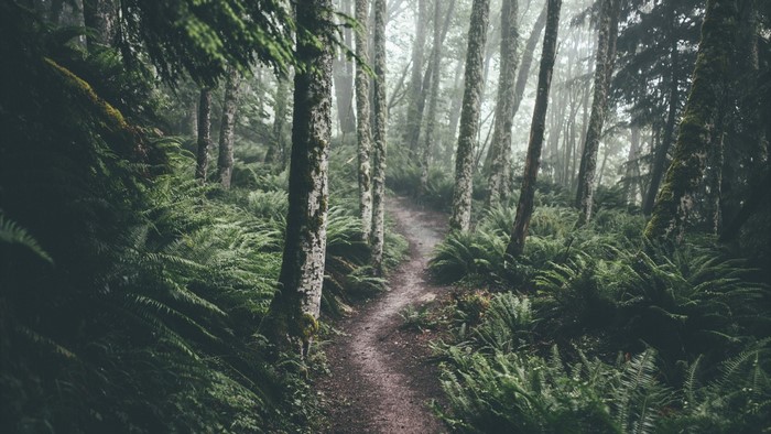 A misty forest path with ferns and trees