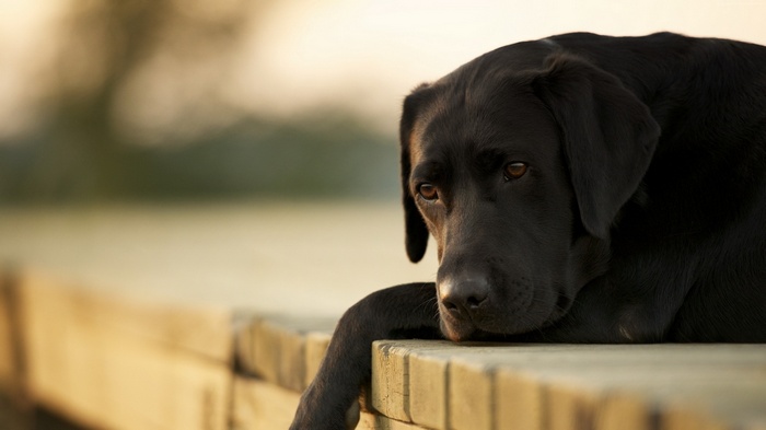 Black Labrador dog resting on wooden planks