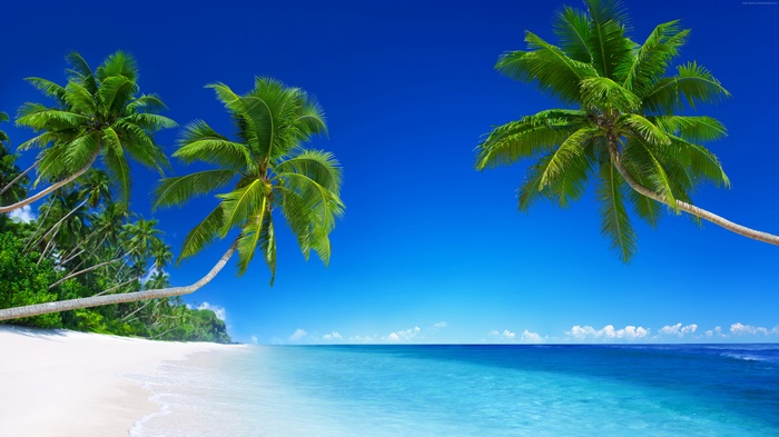 Tropical beach with palm trees and blue sea