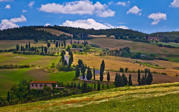 Tuscan Landscape with Rolling Hills and Cypress Trees