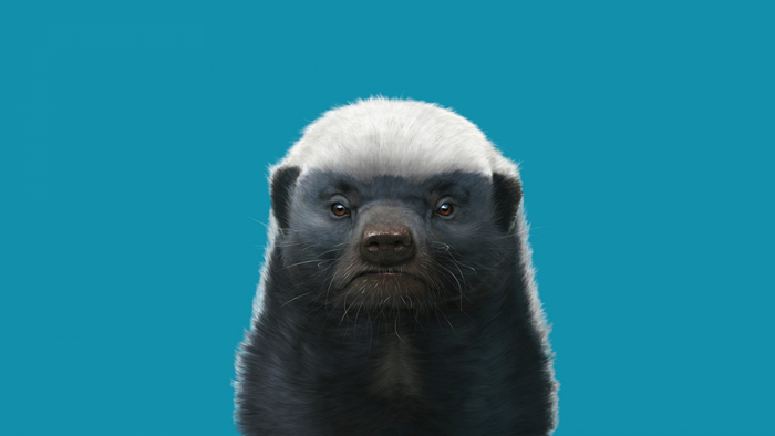 Honey badger portrait