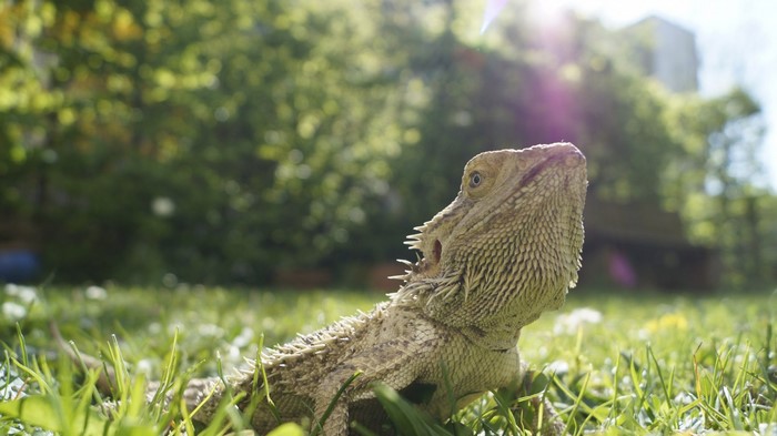 Bearded Dragon reptile in green grass with sun flares