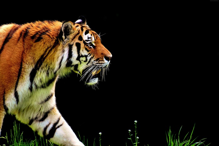 Tiger in 4K