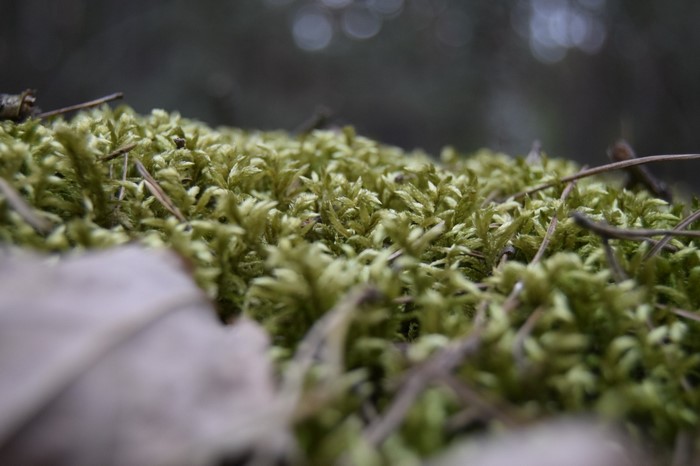 Close-up of green moss with fallen leaf