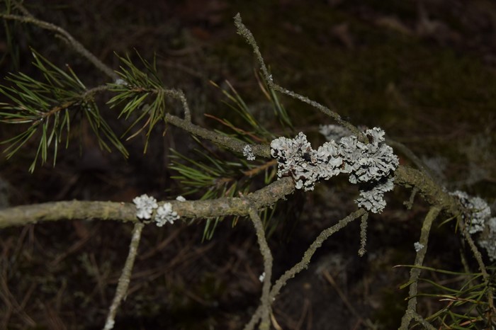 Pine branch with lichen in a forest