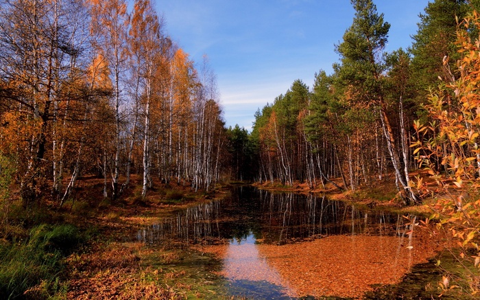 Autumn forest with a calm lake and reflections