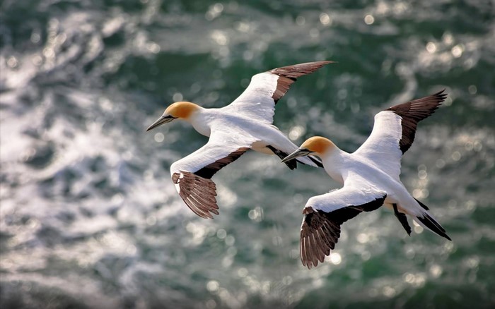 Two gannets flying over the ocean
