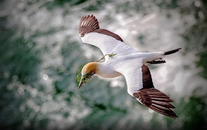 Gannet bird flying with nesting material