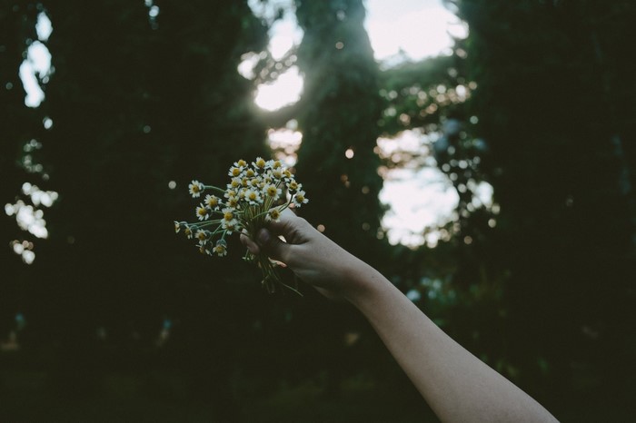 Hand holding a bouquet of small white flowers