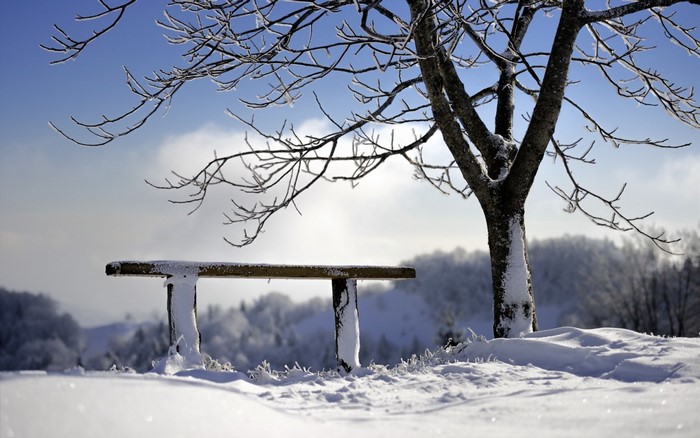 Snowy landscape with a tree and bench