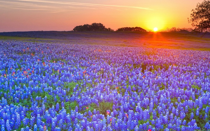 Field of Bluebonnets at Sunset