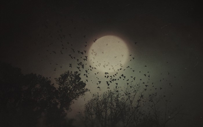 Flock of birds flying in front of the moon at night