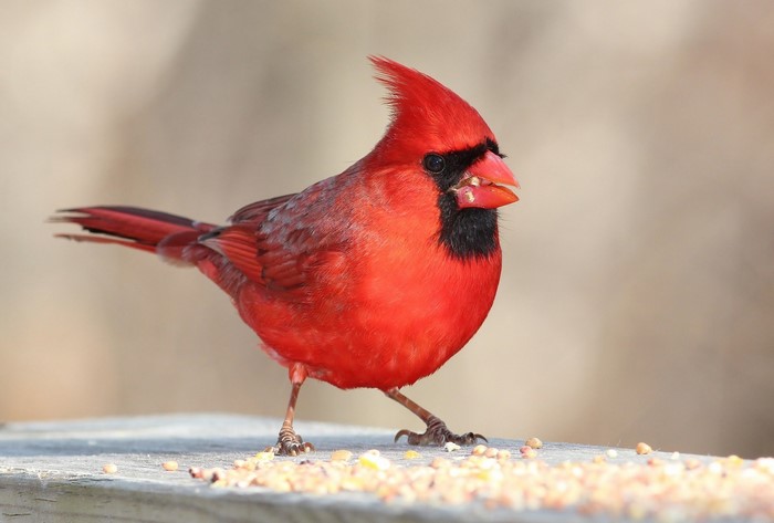 Northern Cardinal eating seeds on a wooden surface